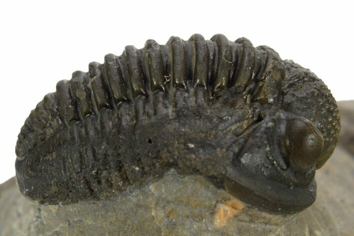 Bargain, Detailed Gerastos Trilobite Fossil - Morocco #323178
